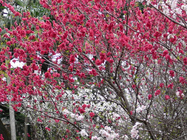 Some Sakura in the gardens.