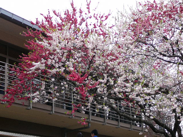 The multicolored blossoms at the center of the park where a small restaurant is.